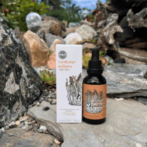 Cordyceps militaris